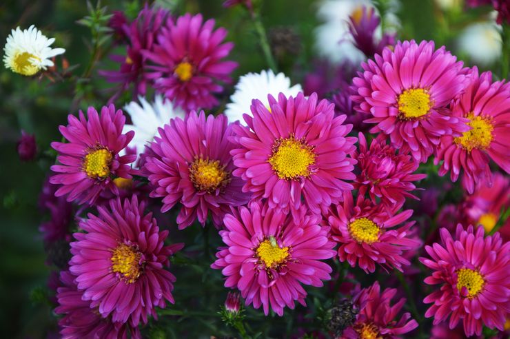 Aster uusi belgialainen