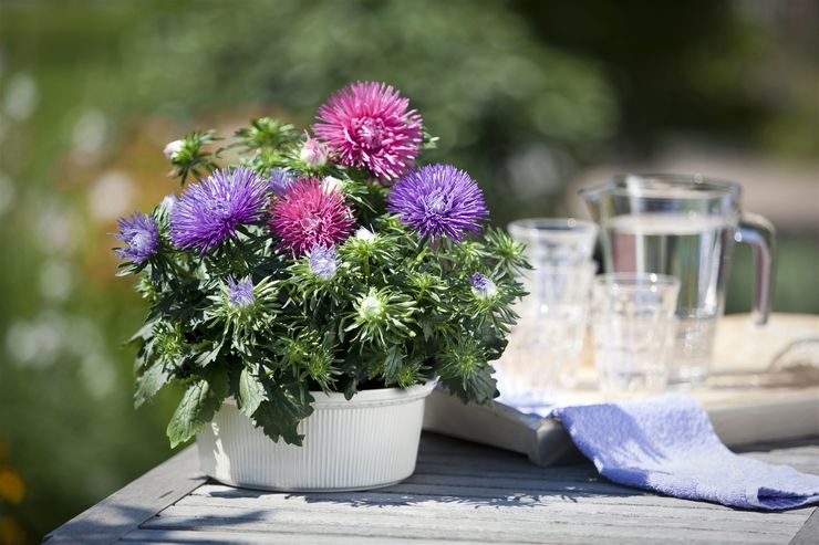 Dværg asters