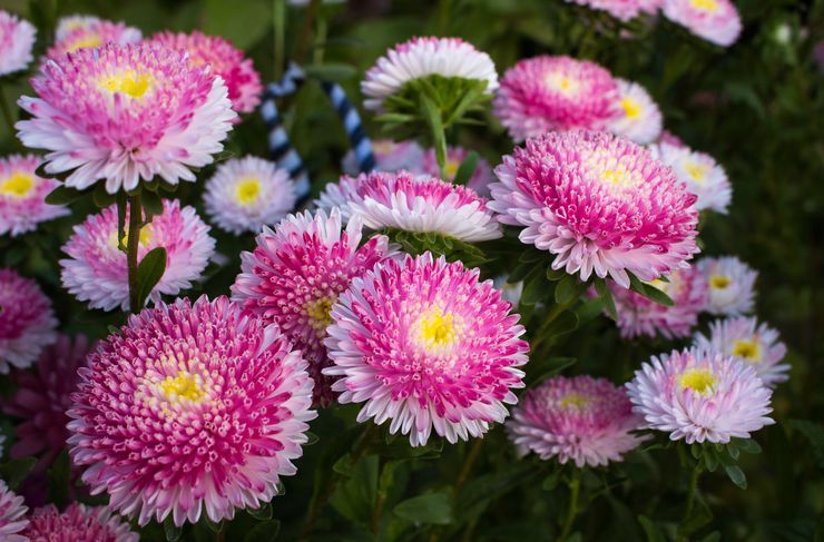 Tubular asters