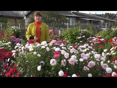 Årlige asters - vokser fra såning til blomstring