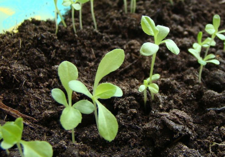 Astereiden kasvattaminen siemenistä