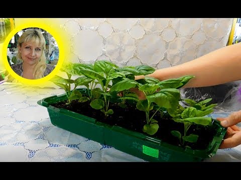 ������ ASTRA SEEDLING UDEN PICKING! DET SKJER IKKE NEMMER!