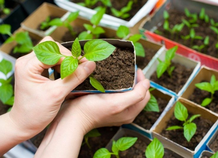 Plantning af en aster i åbent terræn