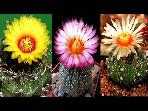 Astrophytum (نجمة الصبار) و Echinocactus Gruson - ينمو من البذور ، والرعاية المنزلية