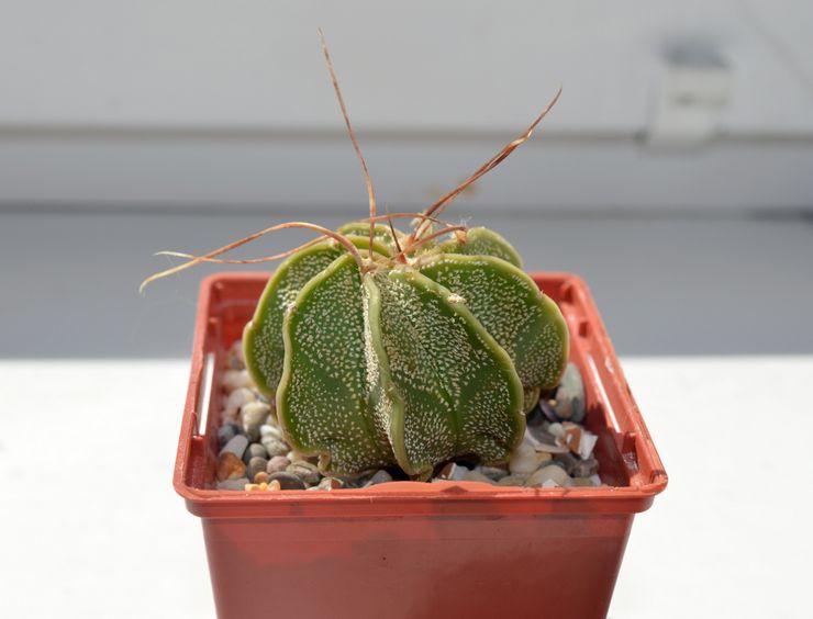 Sygdomme og skadedyr i astrophytum