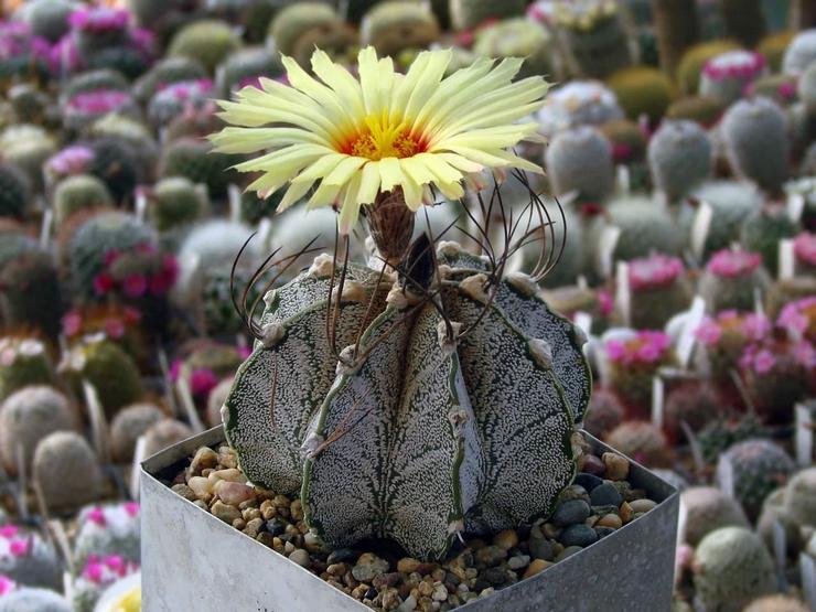 Astrophytum Stenbukken