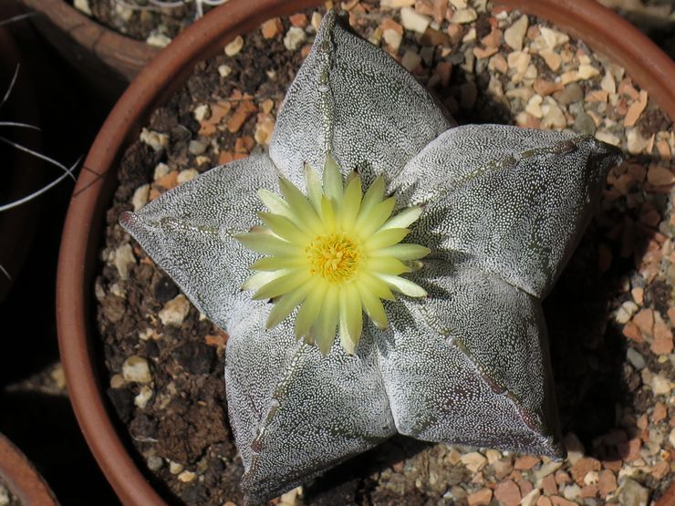 Astrophytum myriostigma alebo škvrnitá