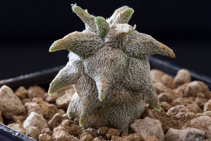 Astrophytum Coahuil