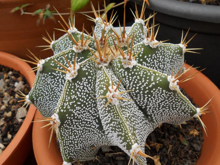 Dekoreret astrophytum eller ornatum