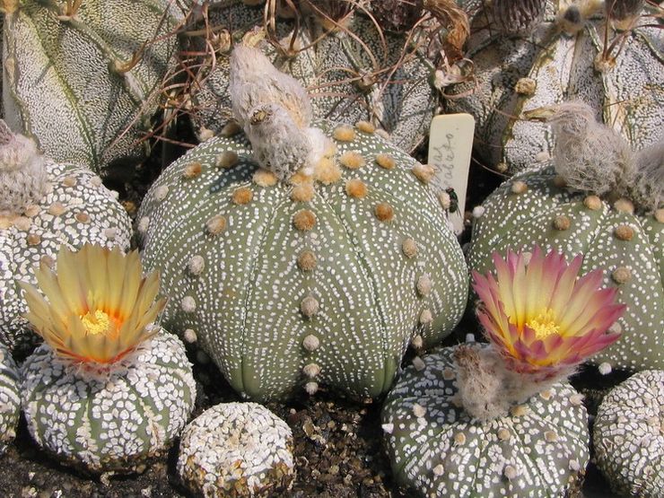 Astrophytum Kabuto eller Super Kabuto