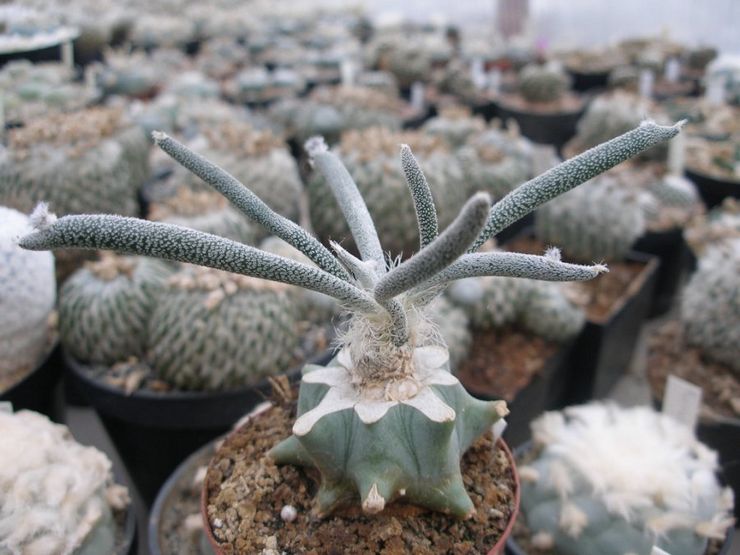 Hlava medúzy Astrophytum