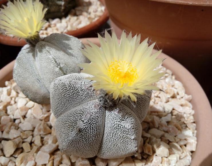 Vanding af astrophytum