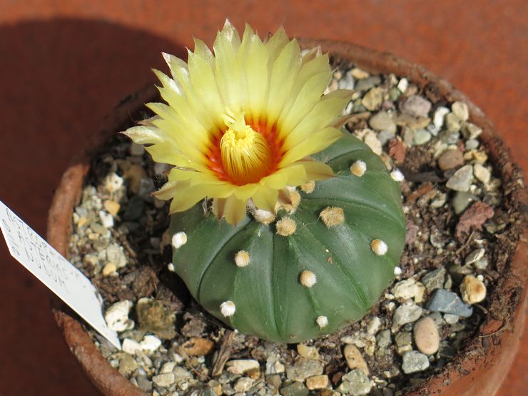 Jord til astrophytum