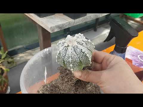 Astrophytum hybrid rev puljen. Mine kaktuser. Transplantation. Cacteen.