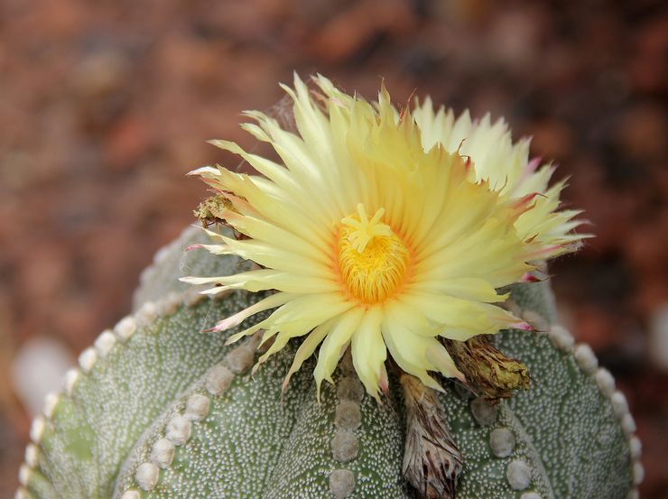 Blomstrende astrophytum