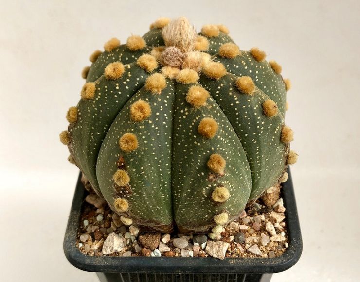 Beskrivelse af astrophytum