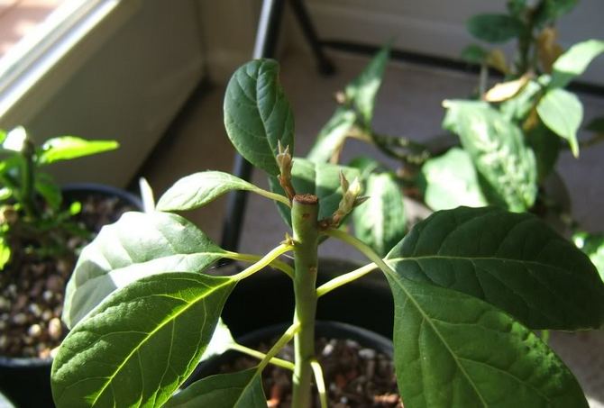 For at planten ikke strækker sig i højden, men får glans i form af laterale skud, skal den klemmes