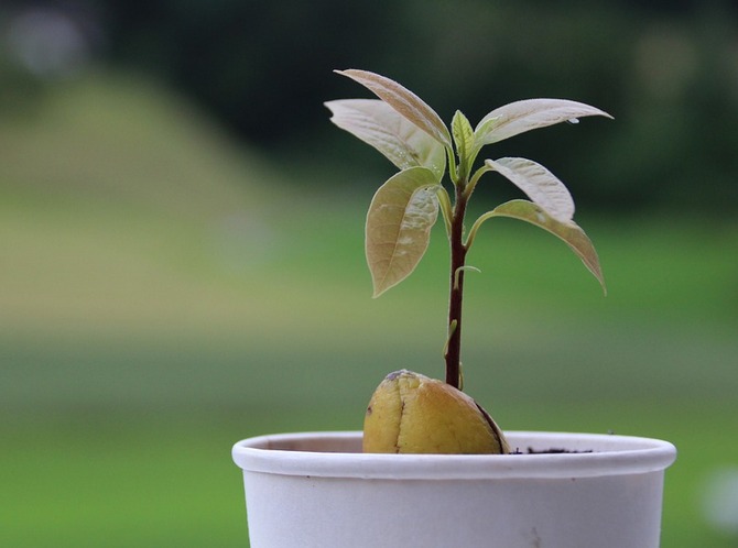 Avocado. Hjemmepleje og dyrkning. Sådan dyrkes en avocado fra et frø