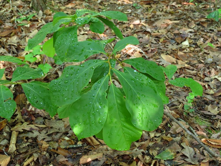 Plantning af en pawpaw i åbent terræn