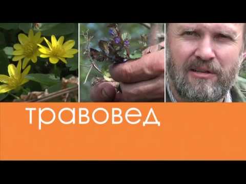 Herbalist. Ledum. Af Sergey Moryakov