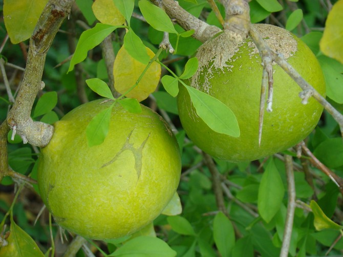 بايلي ماتوم أو شجرة فاكهة السفرجل البنغال من الهند