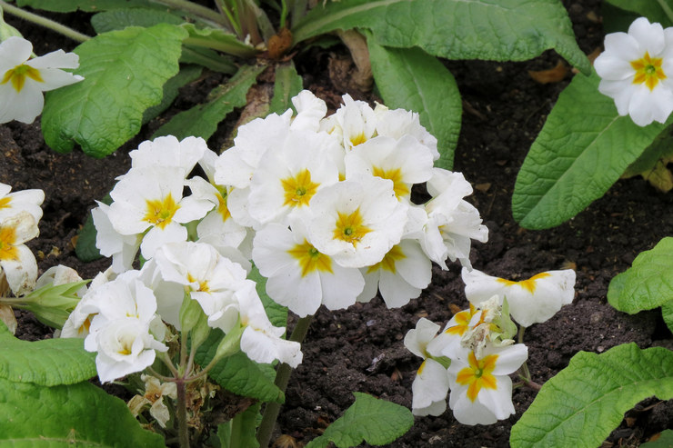 Voksende bacopa udendørs