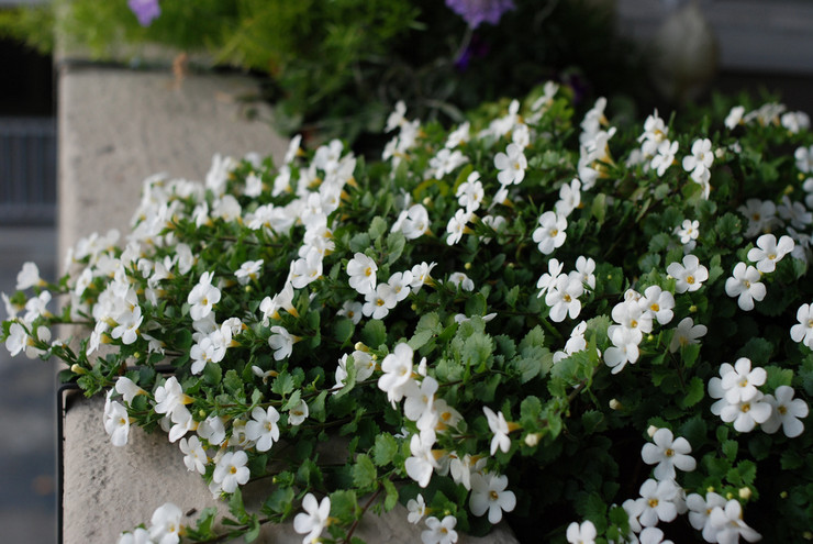 Bacopa - που αναπτύσσεται από σπόρους. Φύτευση και φροντίδα του Bacopa σε εξωτερικούς χώρους. Περιγραφή, τύποι. φωτογραφία