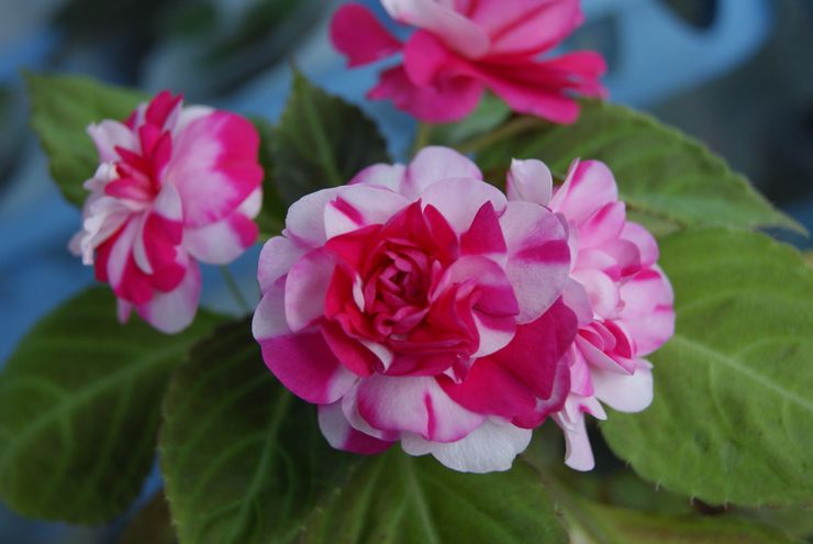 Balsam