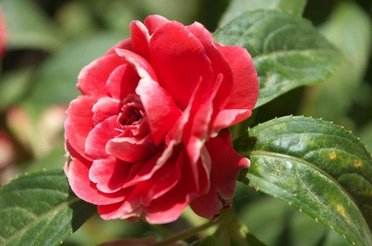 Balsam