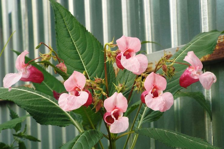 Balsam