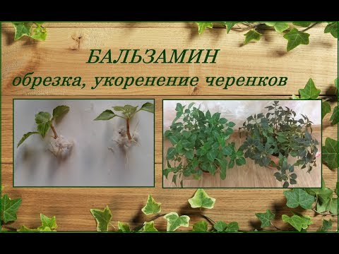 بلسم والر - تقليم الربيع ، قصاصات التأصيل