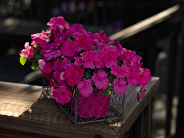 بلسم والر (Impatiens walleriana)