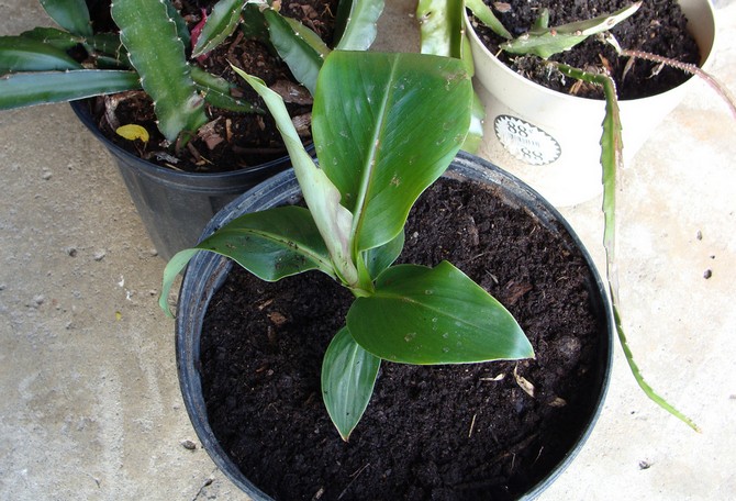 Som de fleste planter fodres bananer ved hjælp af flydende mineralgødning.