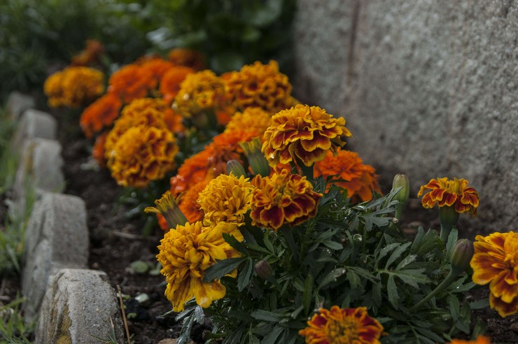 Kuinka istuttaa marigolds oikein