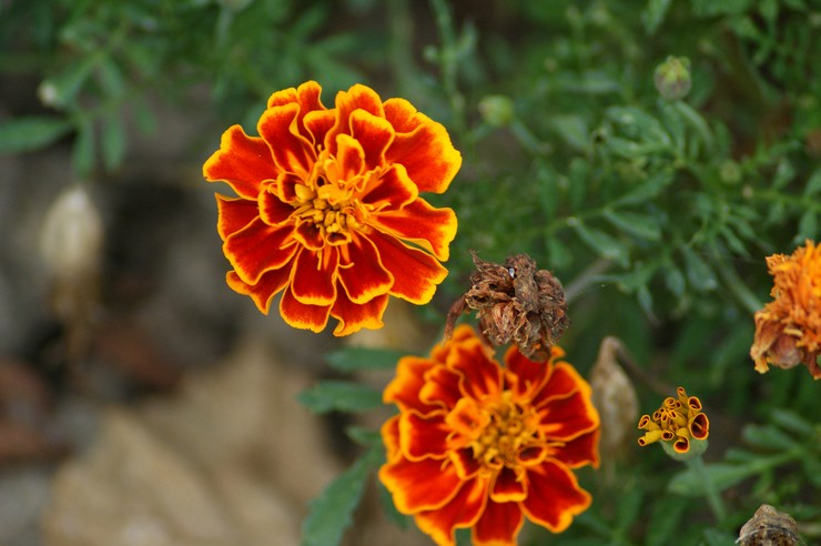 Marigolds efter blomstring