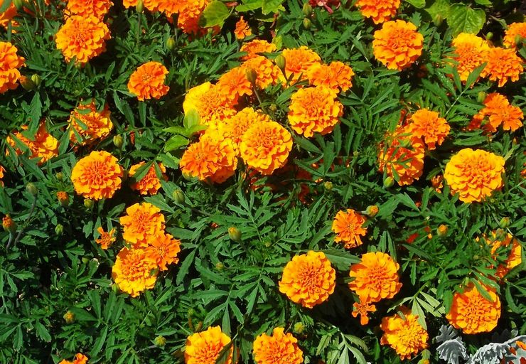 Marigold -kukat - istutus ja hoito avomaalla. Marigoldien kasvattaminen siemenistä, lisääntymismenetelmät. Kuvaus, tyypit. Kuva