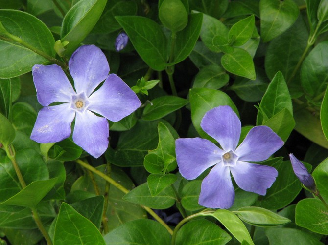 Periwinkle lille og stor