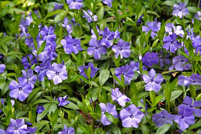 Periwinkle: φύτευση και φροντίδα ενός λουλουδιού