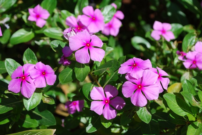 Planten blomstrer i midten af maj
