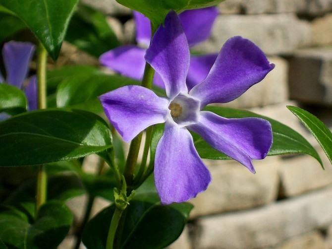 Periwinkle kukka. Istutus ja lähteminen. Kasvava periwinkle