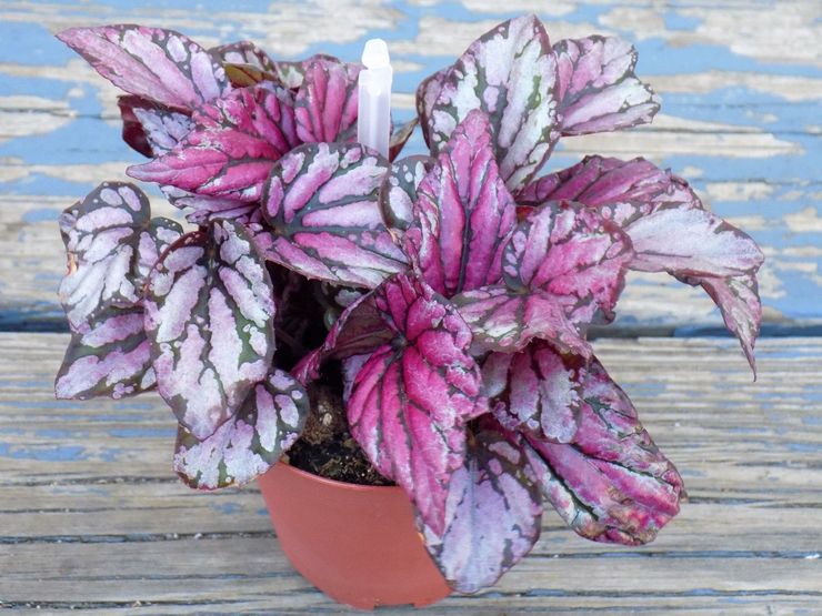 Begonia royal