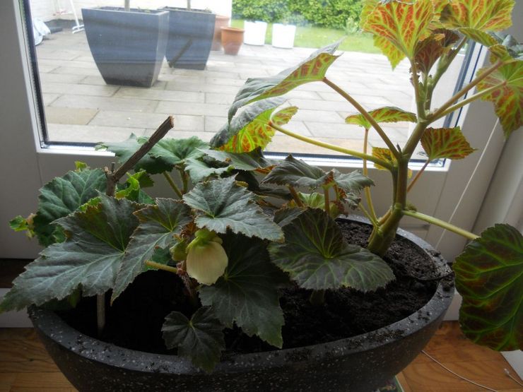 Tuberøs begonia