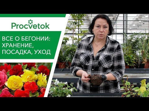 Hemmeligheder ved at vokse BEGONIA. Vinteropbevaring, plantning, pleje