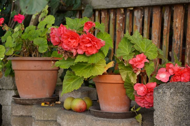 Tuberous begonia