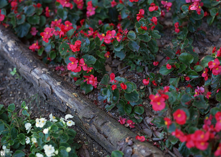 Grundlæggende regler for pleje af havebegonia