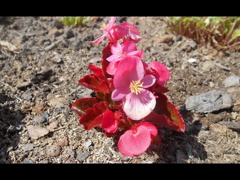 Aina kukkiva begonia: viljely ja hoito