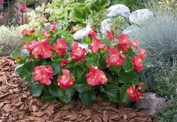 Havebegonia - plantning og pleje i det åbne felt. Voksende havebegonia, avlsmetoder. Beskrivelse. Foto