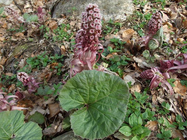 Butterbur medicin