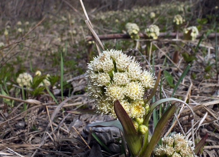 Butterbur falsk