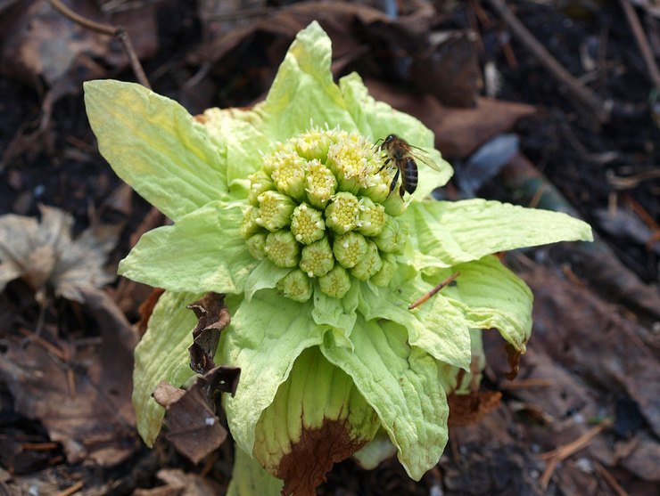 Voksende butterbur